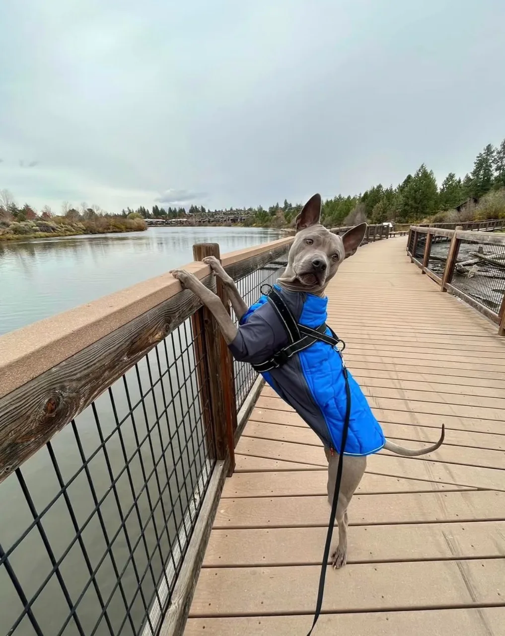 Klaus wearing a blue jacket and looking toward the camera beside a waterfront boardwalk railing
