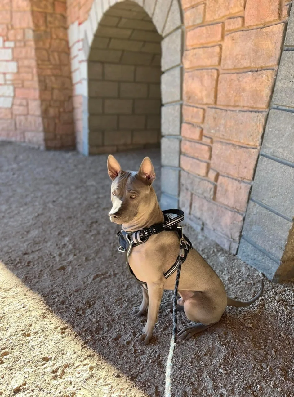 Klaus sitting in his harness beneath warm-colored stone arches